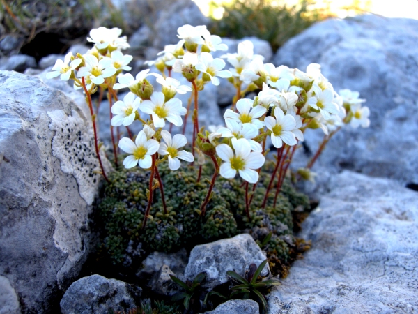 Saxifraga caesia / Sassifraga verdazzurra